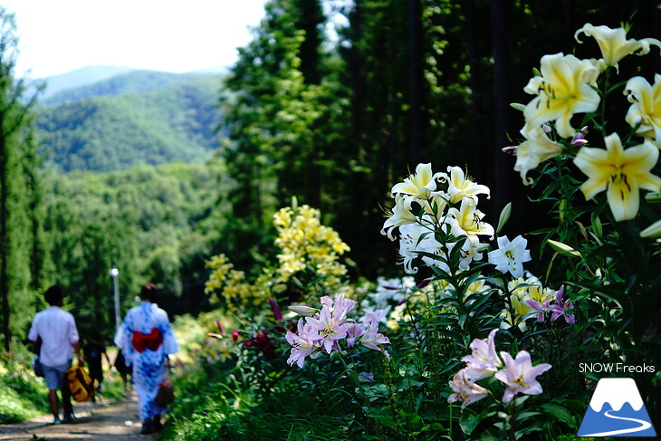 北海道最大級、213万輪のゆりの花！『オーンズ春香山ゆり園』